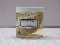 藏品(六斑二齒魨)的圖片